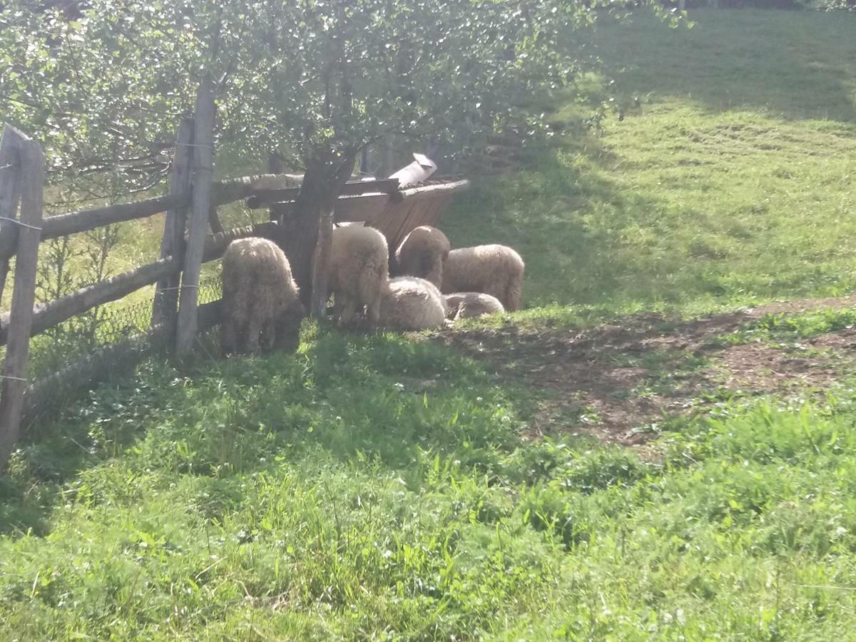 Pensiunea Vladut Bran  Exterior foto